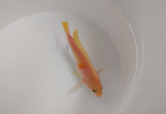 Pseudanthias rubrizonatus