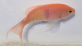 Pseudanthias rubrizonatus