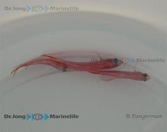 Pyronotanthias smithvanizi