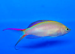 Pyronotanthias smithvanizi