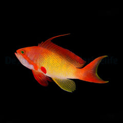 Pseudanthias squamipinnis (male)