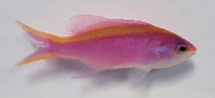 Mirolabrichthys tuka (female)