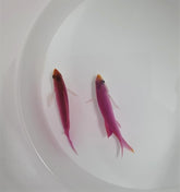Mirolabrichthys tuka (male)