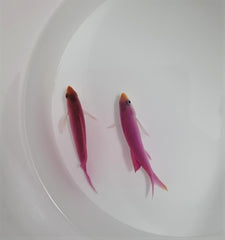 Mirolabrichthys tuka (male)