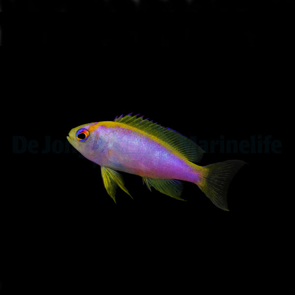 Pseudanthias ventralis (female)