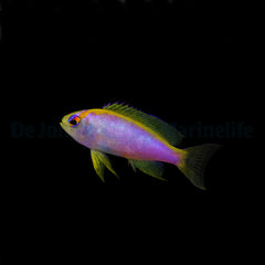 Pseudanthias ventralis (female)