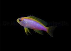 Pseudanthias ventralis (female)