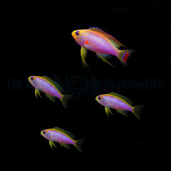 Pseudanthias ventralis (female)