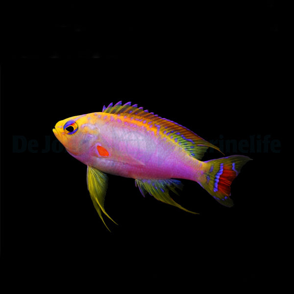 Pseudanthias ventralis (male)