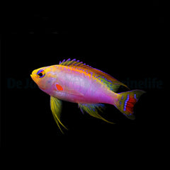 Pseudanthias ventralis (male)