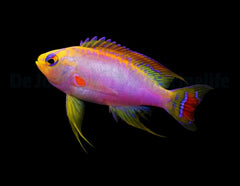 Pseudanthias ventralis (male)