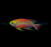 Pseudanthias ventralis (male)