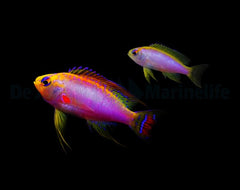 Pseudanthias ventralis (male)