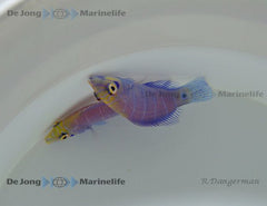 Pseudocheilinus ocellatus