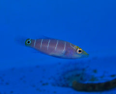 Pseudocheilinus ocellatus