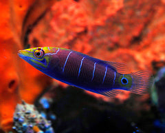 Pseudocheilinus ocellatus