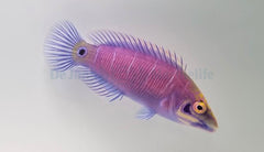 Pseudocheilinus ocellatus