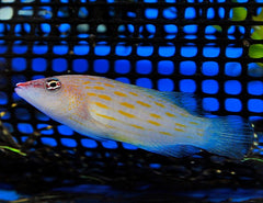 Pseudocheilinus octotaenia