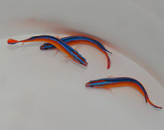 Pseudochromis aldabraensis - DJM Bred