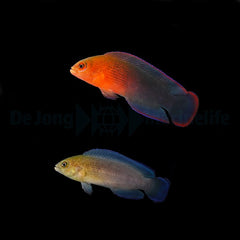 Pseudochromis dilectus