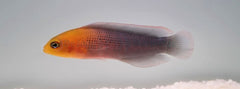 Pseudochromis dilectus