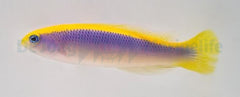 Pseudochromis flavivertex