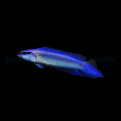 Pseudochromis indigo (dejongi) - DJM Bred