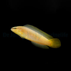 Pseudochromis leucorhynchus