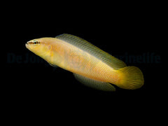 Pseudochromis leucorhynchus