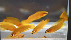 Pseudochromis leucorhynchus - DJM Bred