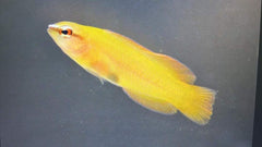 Pseudochromis leucorhynchus - DJM Bred