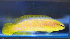 Pseudochromis leucorhynchus - DJM Bred