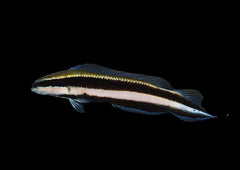 Pseudochromis sankeyi - DJM Bred
