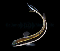 Pseudochromis sankeyi