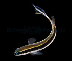 Pseudochromis sankeyi - DJM Bred