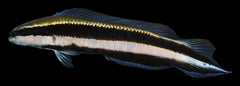 Pseudochromis sankeyi