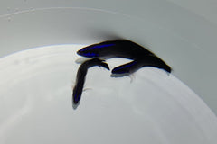 Pseudochromis springeri - DJM Bred