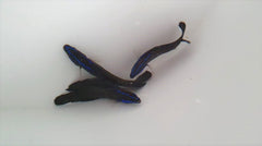 Pseudochromis springeri - DJM Bred