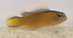 Pseudochromis tapeinosoma