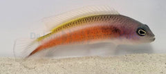 Pseudochromis tonozukai (male)