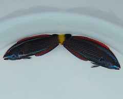 Pseudodax moluccanus