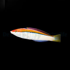 Pseudojuloides atavai (female)
