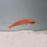 Pseudojuloides edwardi (female)