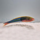 Pseudojuloides edwardi (male)