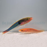 Pseudojuloides edwardi (Pair)