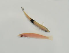Pseudojuloides mesostigma (Pair)
