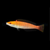 Pseudojuloides severnsi (female)