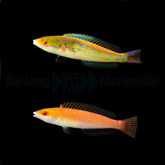 Pseudojuloides severnsi (pair)