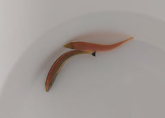 Pseudojuloides splendens (Pair)