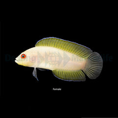 Pseudoplesiops typus